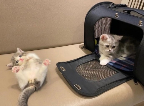 治愈系小猫图片