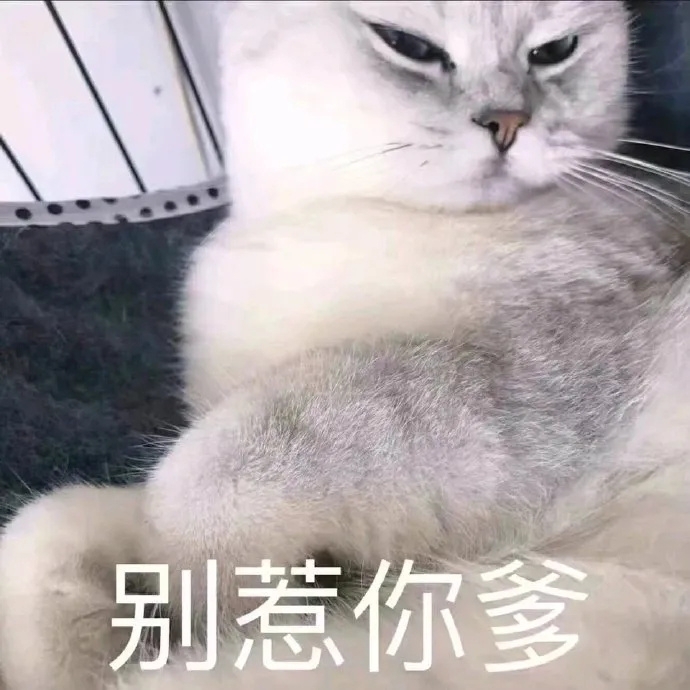 幽默搞笑小猫咪图片