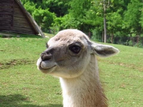 站在草坪上木屋旁的蠢萌羊驼