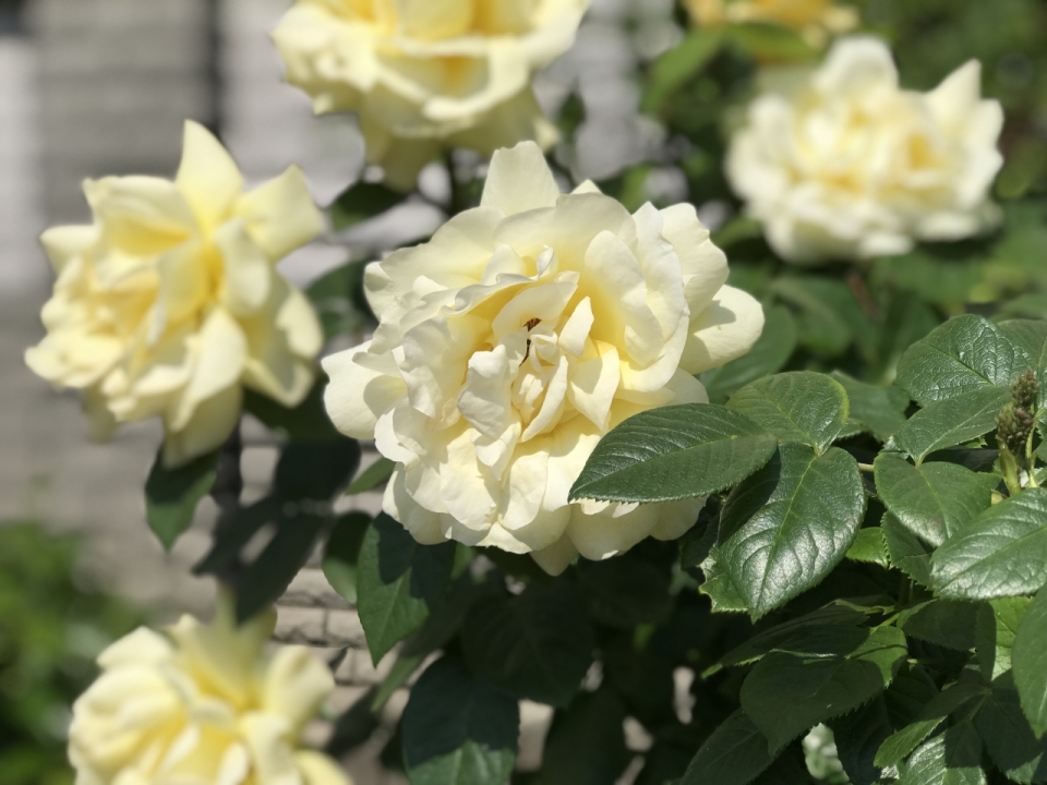 虚化背景户外阳光下白色花朵玫瑰植物