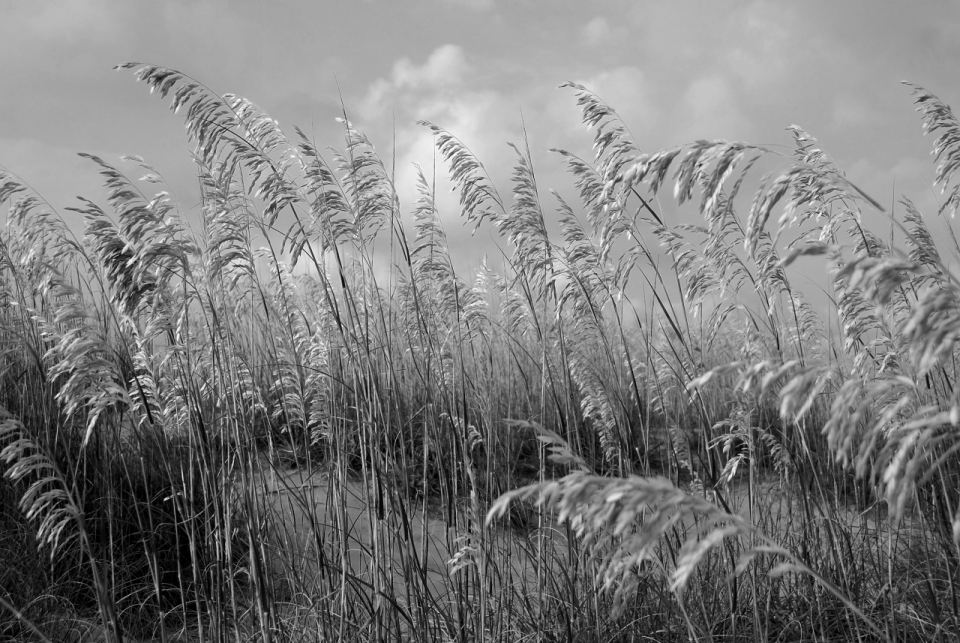 芦苇草草丛黑白植物摄影