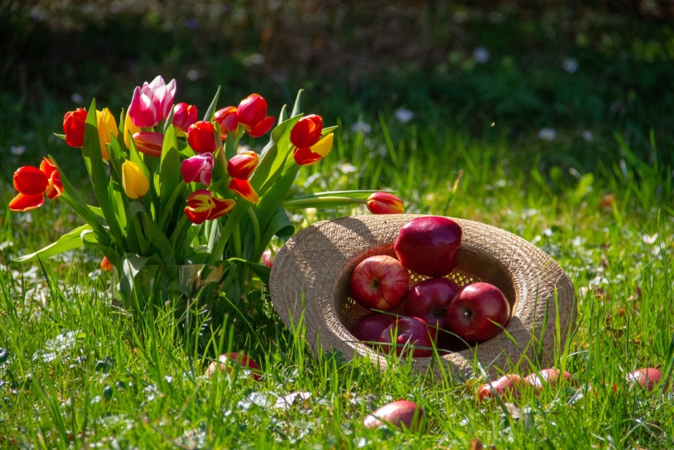 阳光户外自然草坪郁金香植物草帽苹果