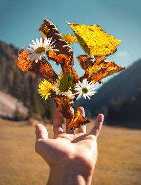 荒漠高山手掌抛出枯黄落叶和花朵