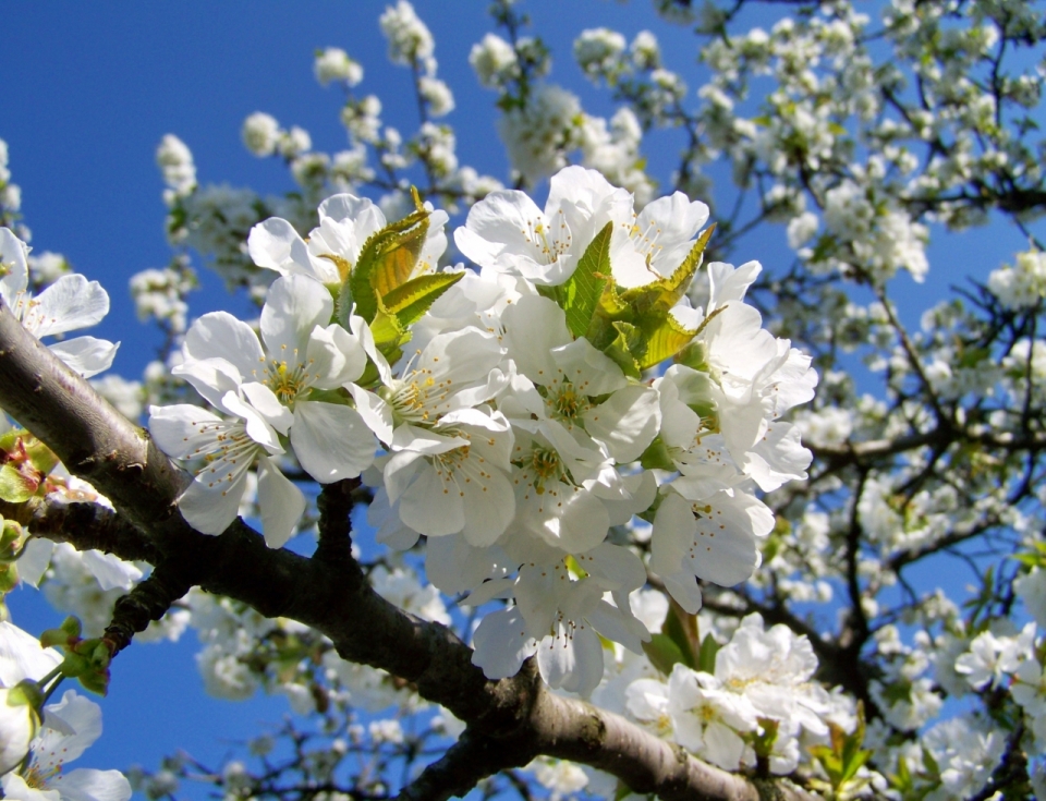 蓝色天空自然树木树枝白色清新花朵