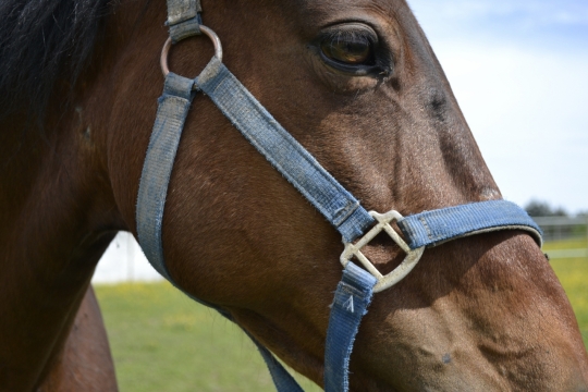 阳光户外棕色马动物面部特写