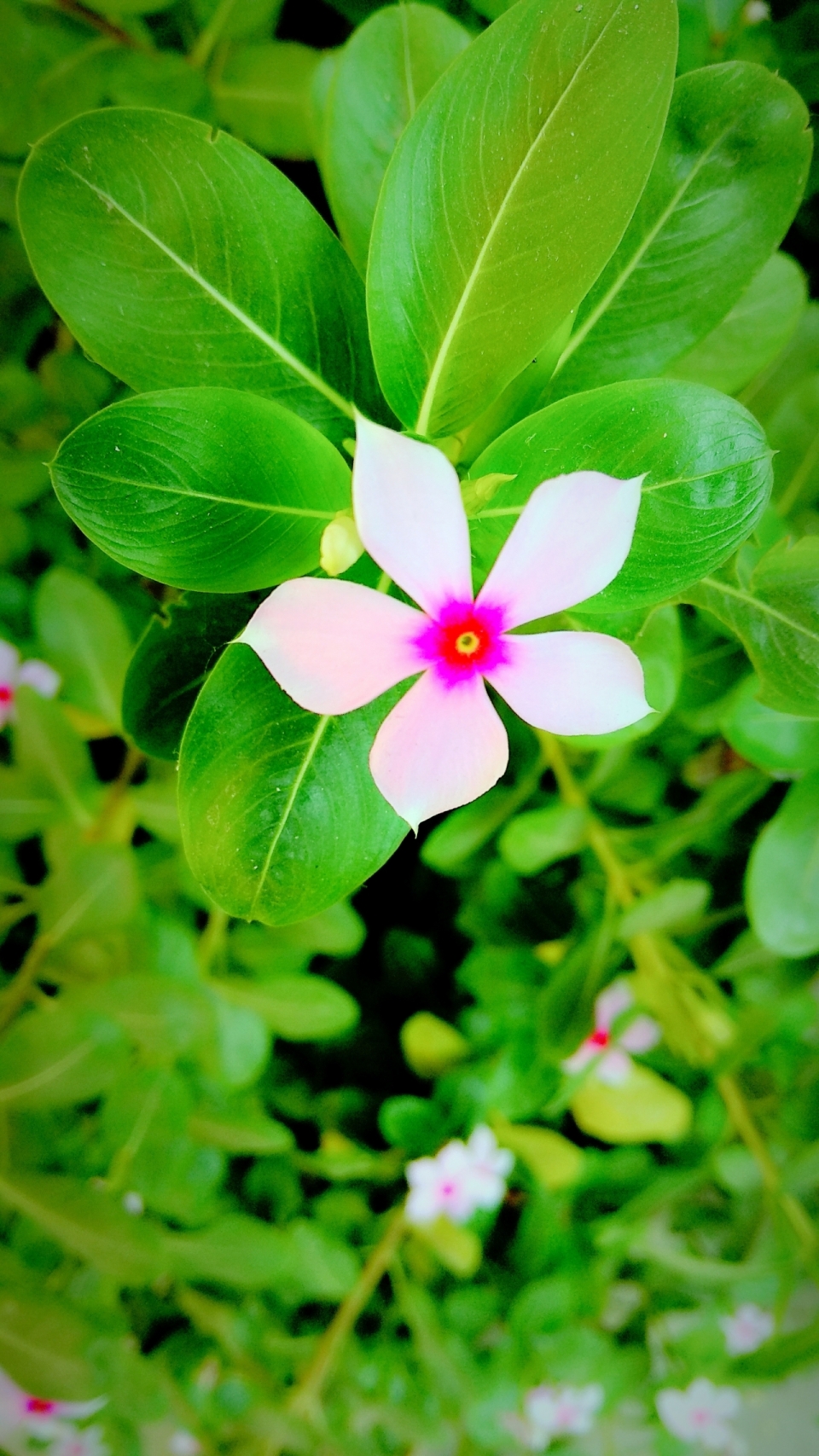 鲜艳美丽的粉色长春花植物俯拍