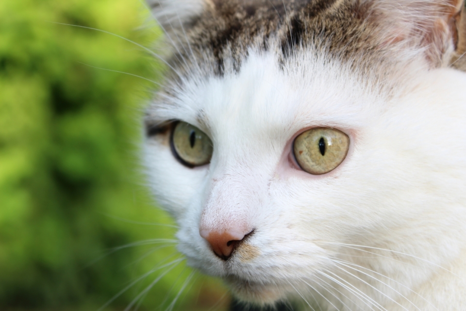 自然户外虚化背景黄色眼睛可爱猫