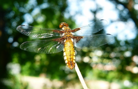 阳光户外自然植物蜻蜓昆虫