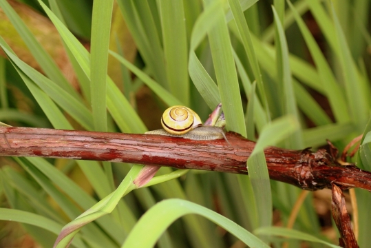 翠绿草丛间缓慢爬行蜗牛动物
