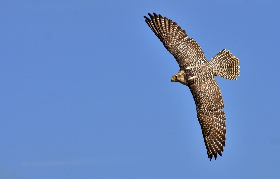 在蓝天下自由飞翔的猎隼摄影