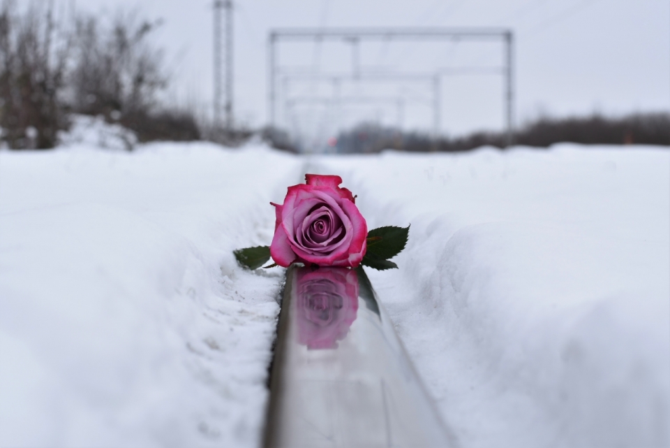 冬天雪后铁路轨道上粉色花朵自然玫瑰