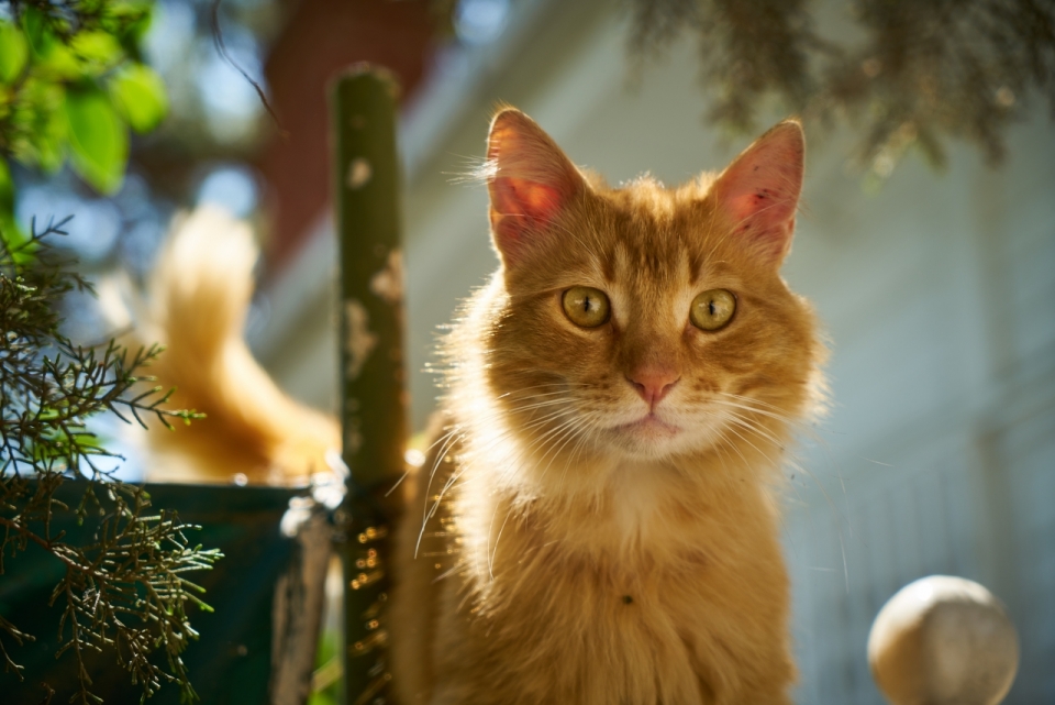 明媚阳光下在庭院中的可爱猫咪