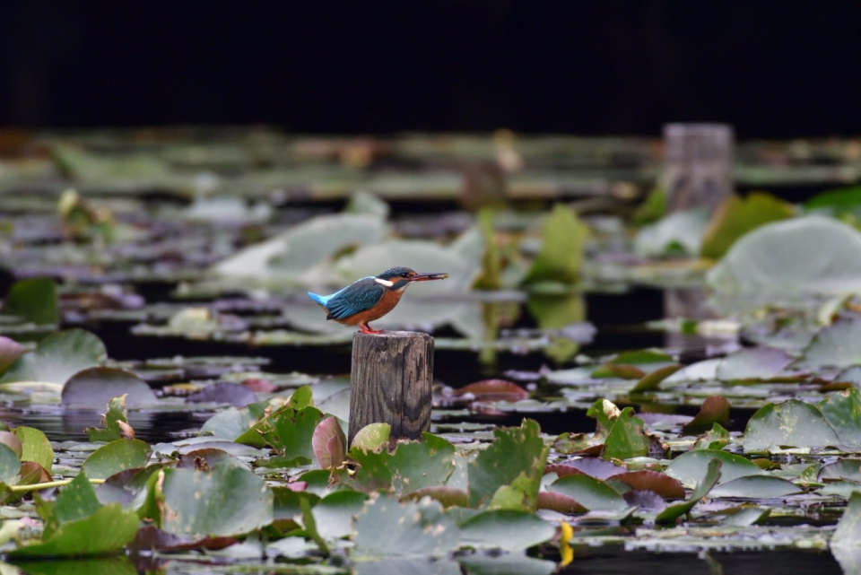 自然湖泊绿色叶子间蓝色蜂鸟动物
