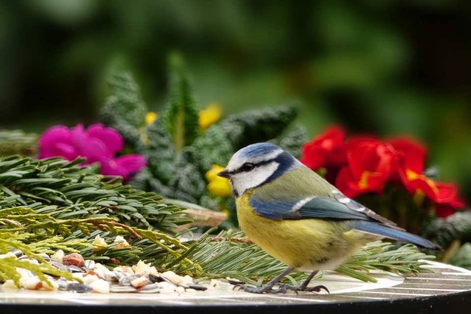 虚化背景户外桌面自然植物鸟类动物