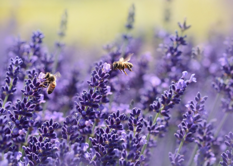 真正薰衣草丛中采花粉的工蜂