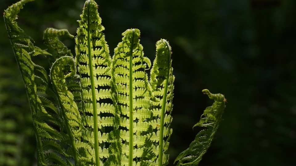 绿色植物蕨菜自然风光优美风景高清桌面壁纸