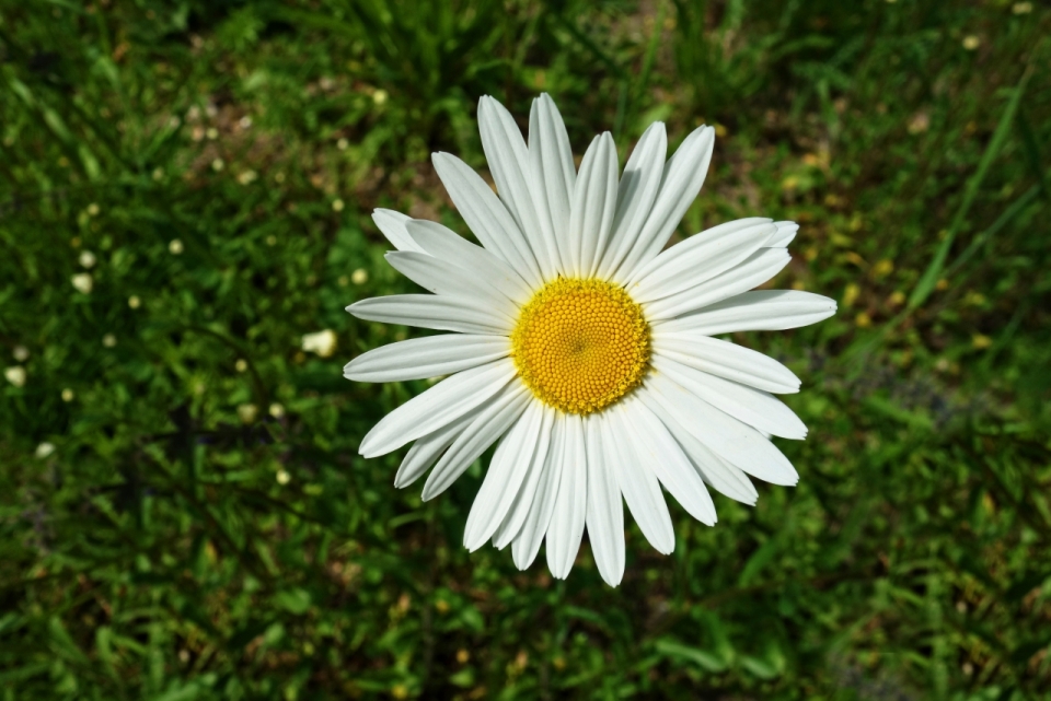 户外自然绿色草坪白色小清新花朵