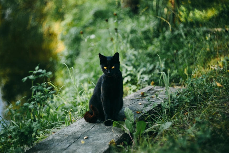 山林中站在木头上的纯黑色小猫