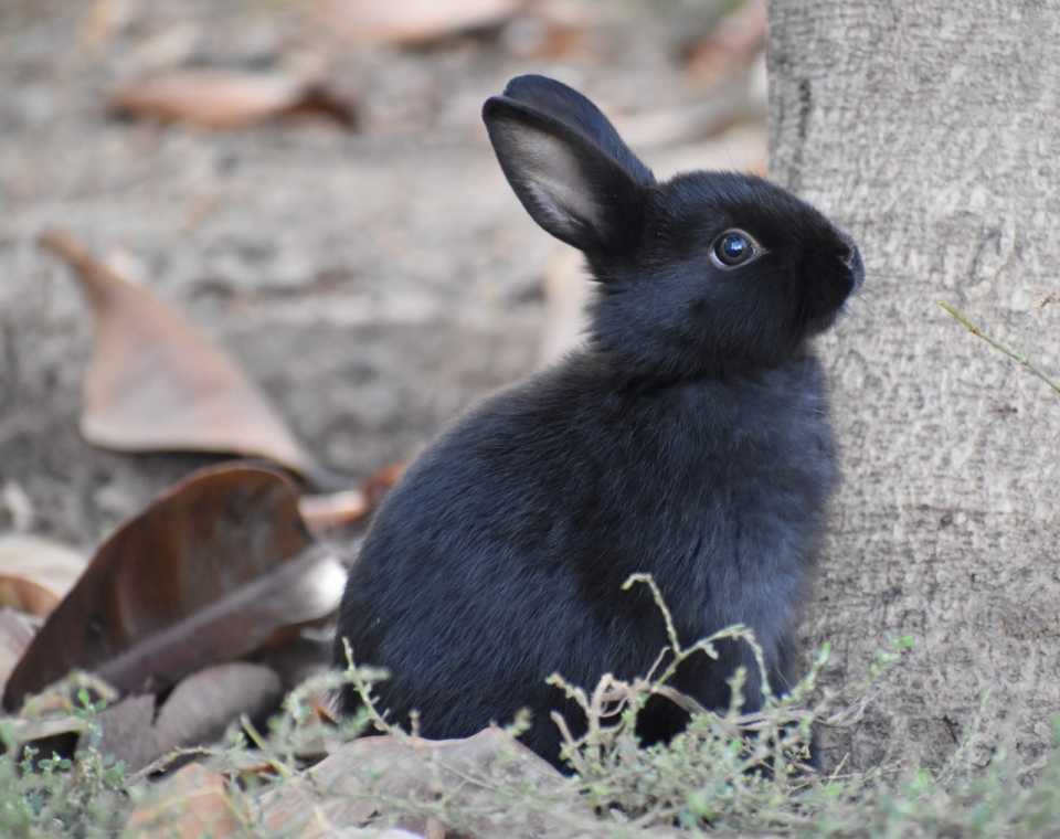 户外自然树木植物前黑色可爱兔子动物