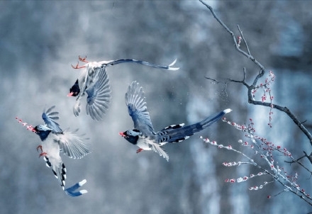 小鸟唯美风景图片