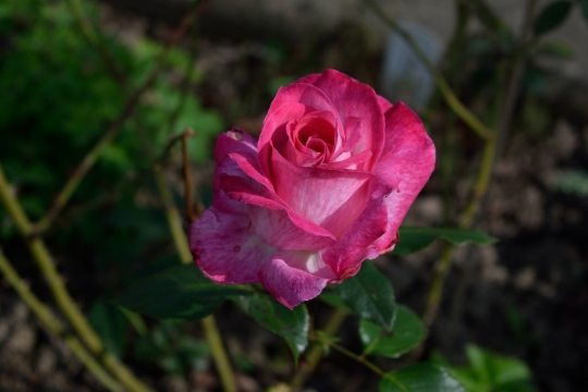 户外自然粉色花朵绿色叶子玫瑰植物