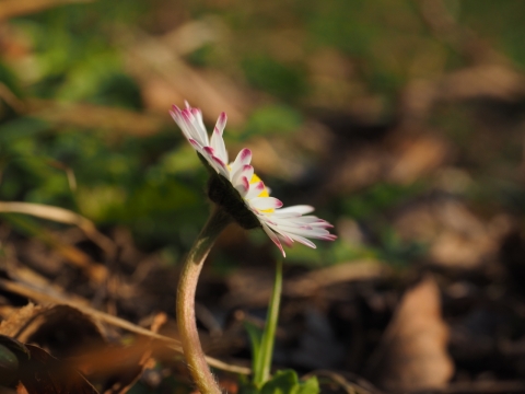 微距摄影_户外阳光下黄色花蕊白色花朵自然植物
