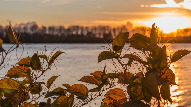 背景虚化的房屋建筑和夕阳风景前的绿叶植物