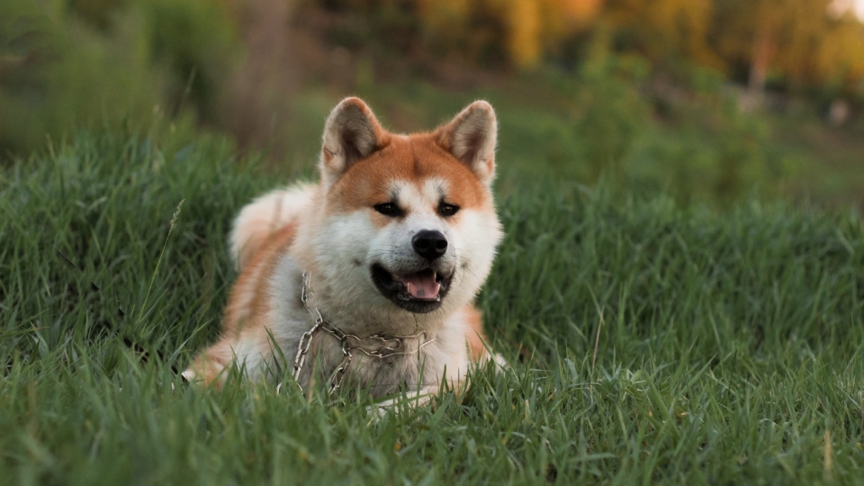 日本国犬秋田犬高清桌面壁纸