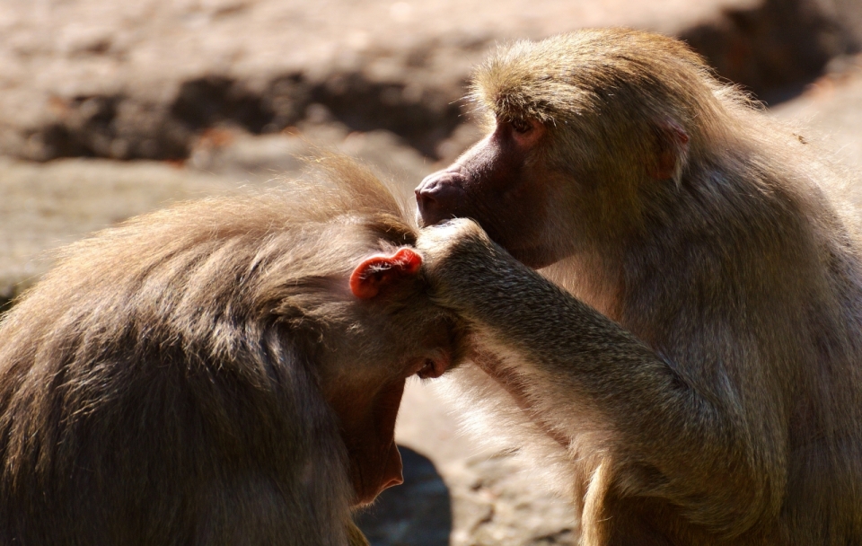 互相梳理毛发的可爱小猴子