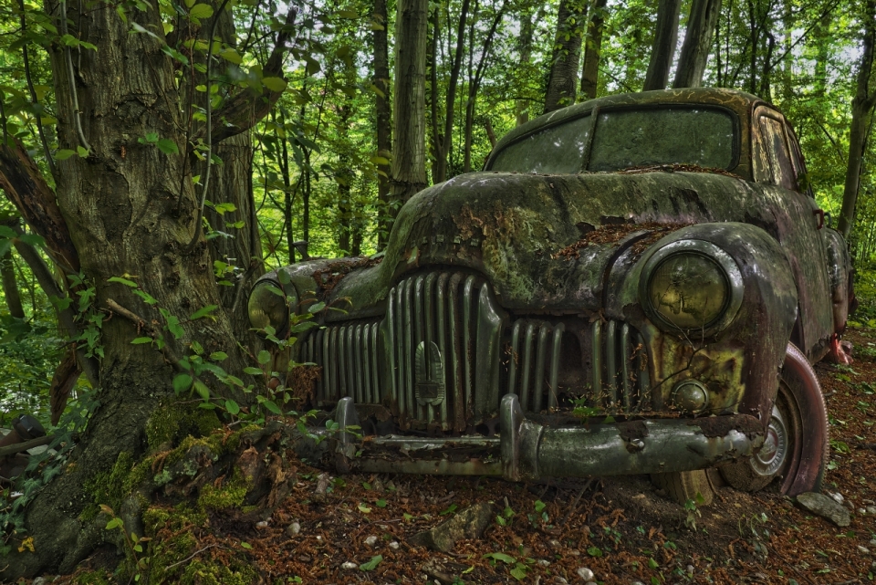 自然森林树木边废弃古老轿车