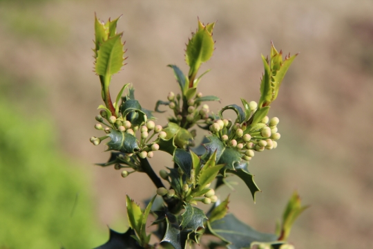 虚化背景户外白色花苞自然植物