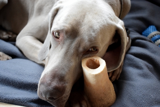 室内蓝色床铺上白色可爱宠物狗