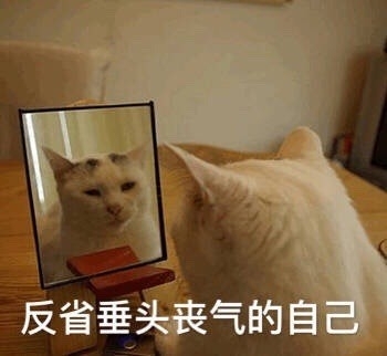 可可爱爱小猫咪写真图片
