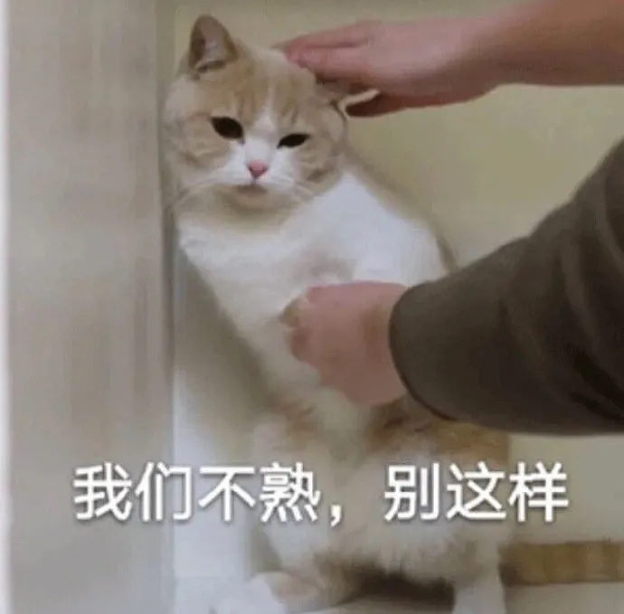 幽默搞笑小猫咪图片