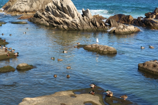 海边礁石海水栖息海鸥鸟类动物
