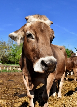 阳光蓝色天空户外棕色牛动物