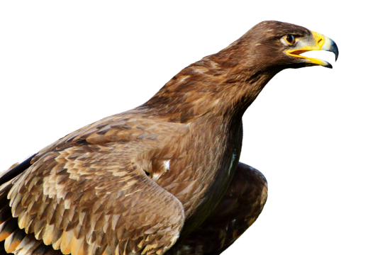 白色背景老鹰侧身摄影