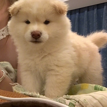 治愈系萌宠小狗写真图片