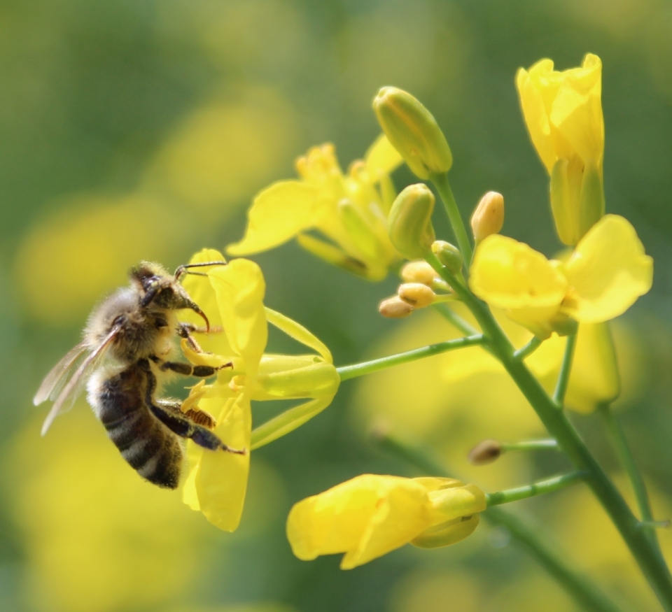 微距摄影_虚化背景自然黄色花朵植物蜜蜂