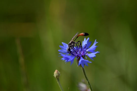 辽阔草原上正在紫色小花上吸食蜂蜜的马蜂