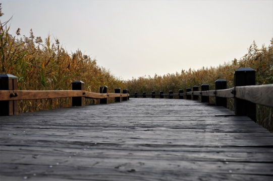 杂草芦苇荡木制桥梁风景特写