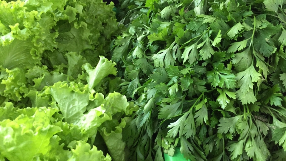 新鲜生菜和芹菜的绿色蔬菜摄影