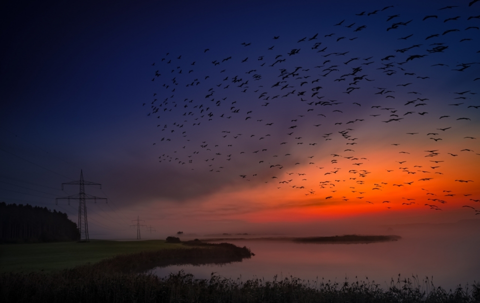 被染红的夕阳下湖面上腾空飞起的万千鸟类