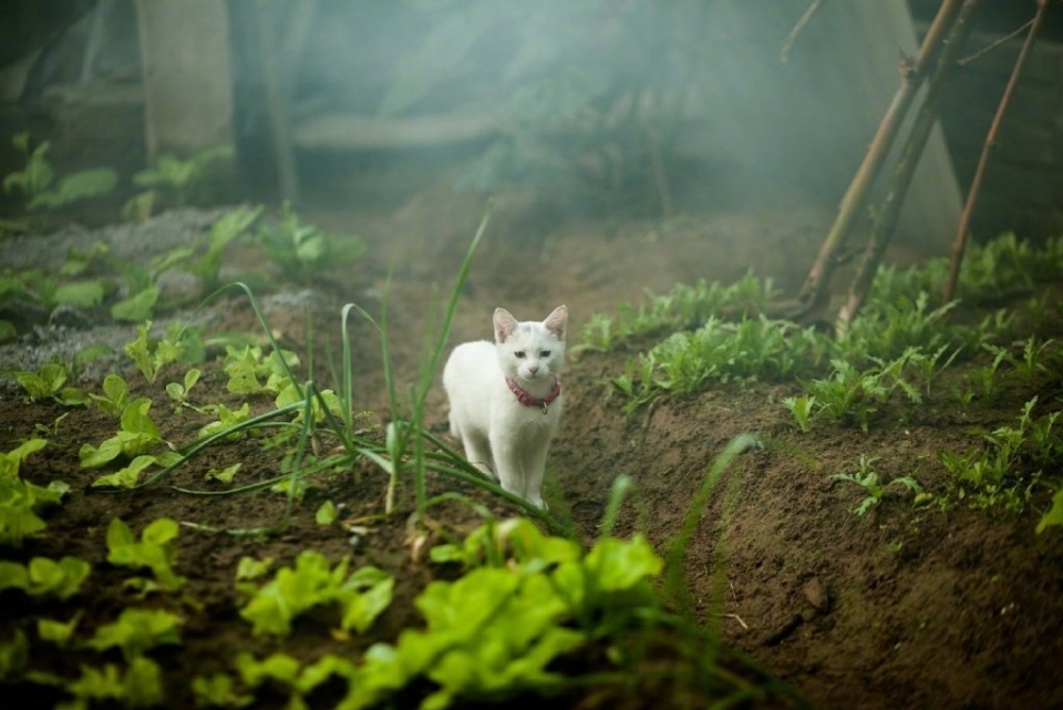 可爱小猫菜园喵星人写真图片