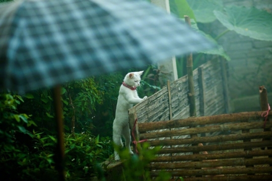 可爱小猫菜园喵星人写真图片