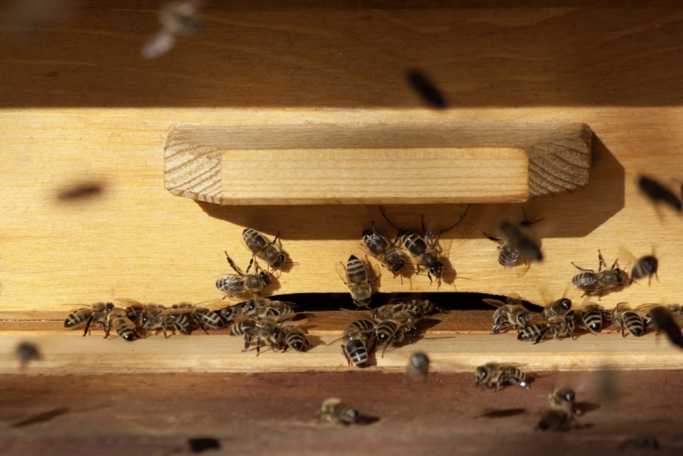 爬满了蜜蜂的养殖蜂箱特写