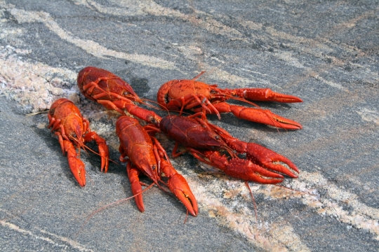 池塘土地旁红色小龙虾外壳特写