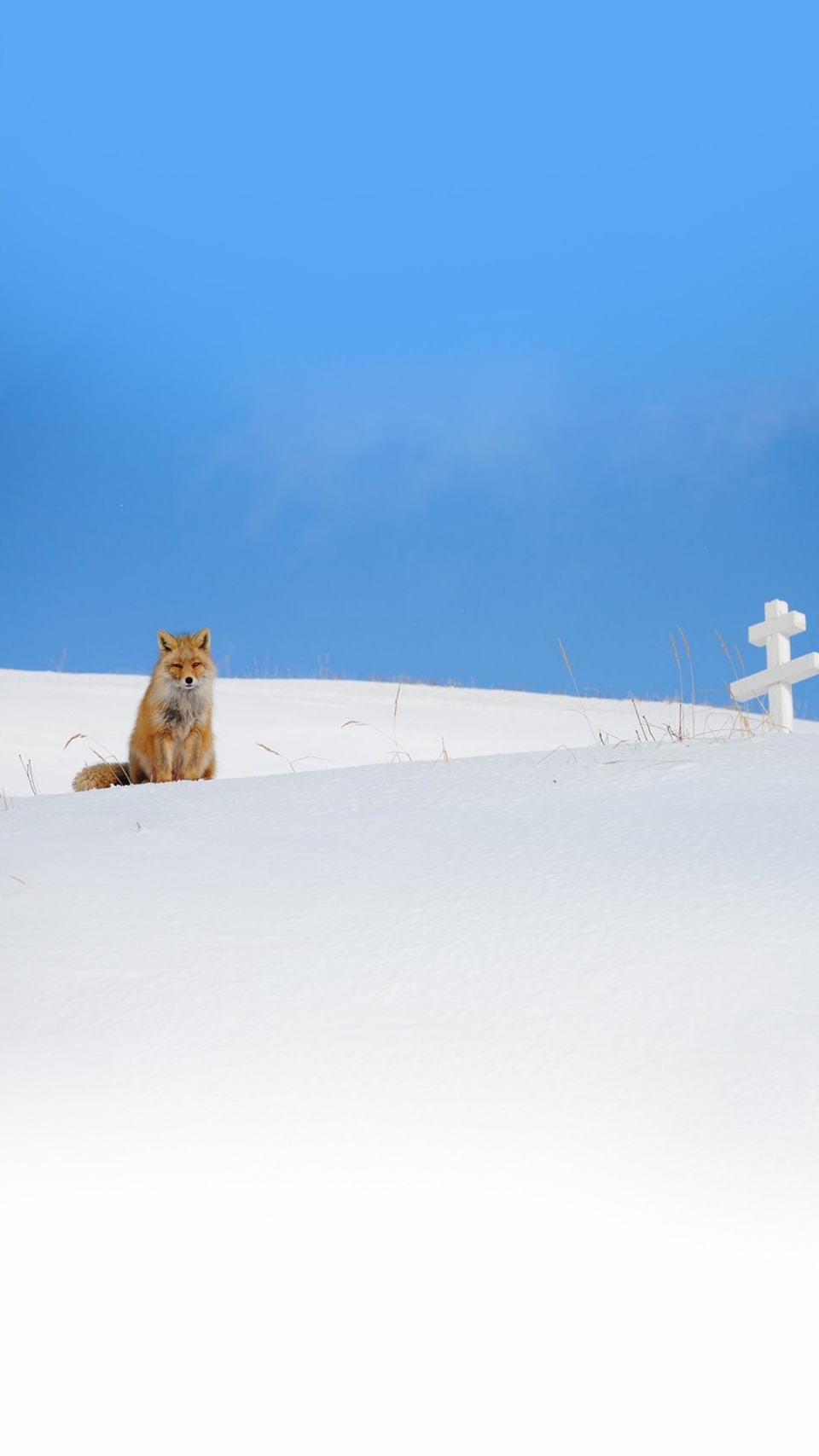 雪地里的野生动物写真