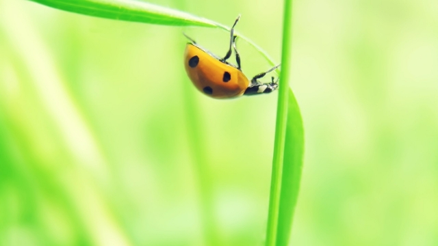 清新绿色护眼高清桌面壁纸