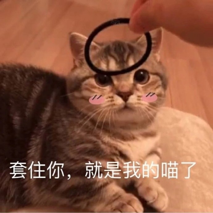 幽默搞笑小猫咪喵星人图片